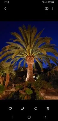 Hernandez Tree and Garden Service