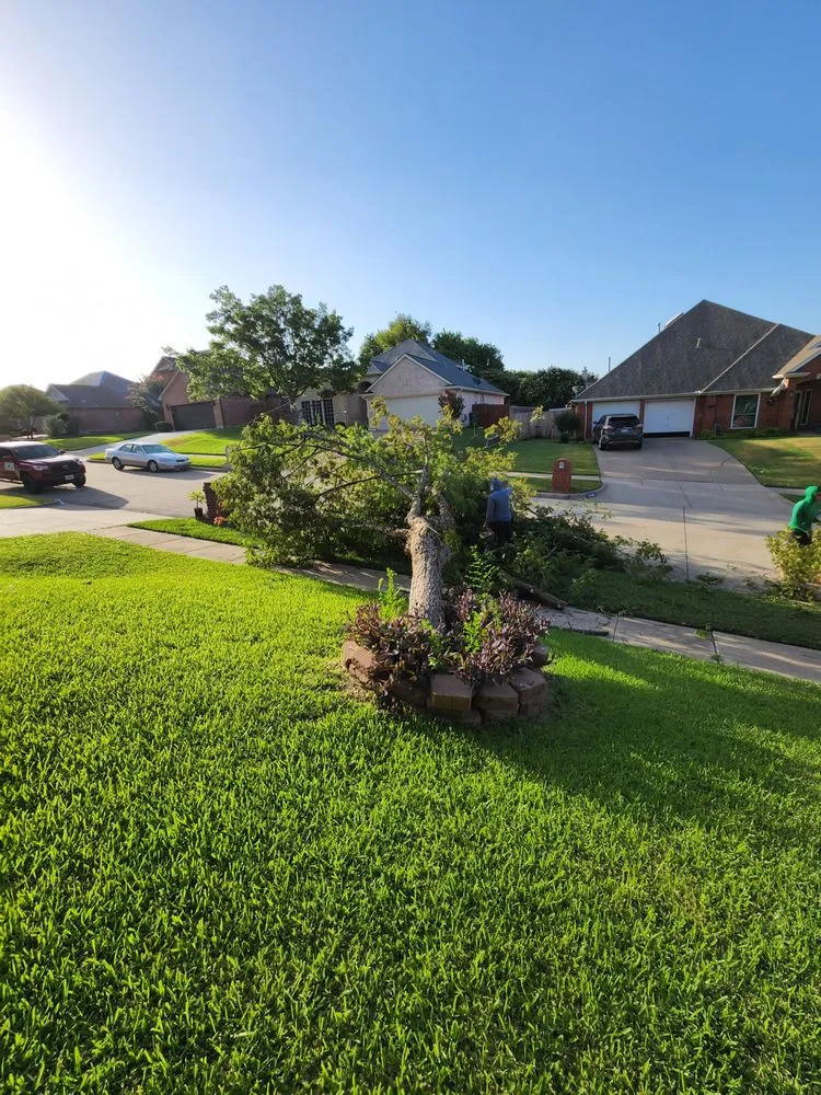 Expert yard maintenance in Arlington, TX by Hernandez Tree Care