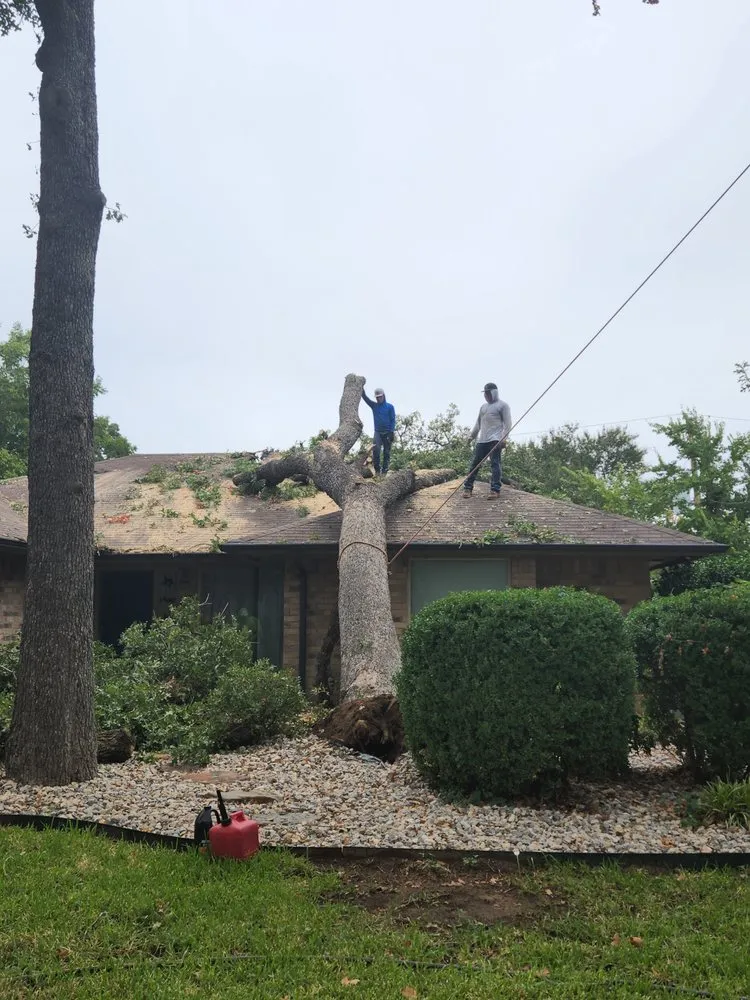 Local lawn care service in Arlington, TX by Hernandez Tree Care