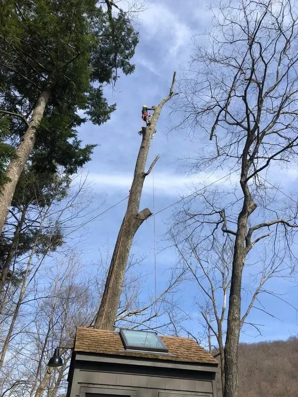 Expert lawn care service in Bedford Hills, NY - Hernandez Tree Service and Landscape Services