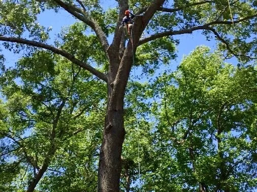 Professional residential landscaping for homes across Johns Island, SC - Hernandez Tree Service and Landscaping