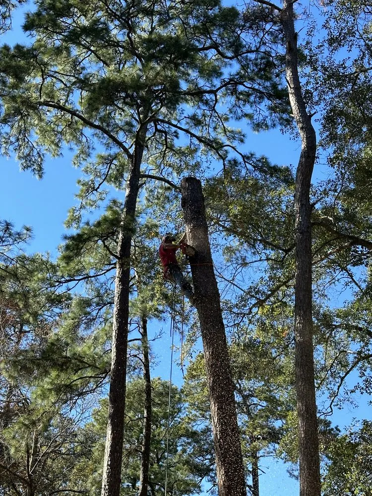 Custom yard cleanup service with custom design in Conroe, TX by Hernandez Tree Service