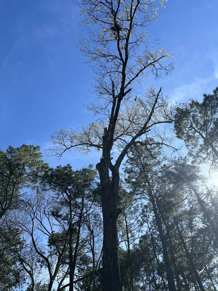 Trusted outdoor landscaping for year-round maintenance in Conroe, TX by Hernandez Tree Service