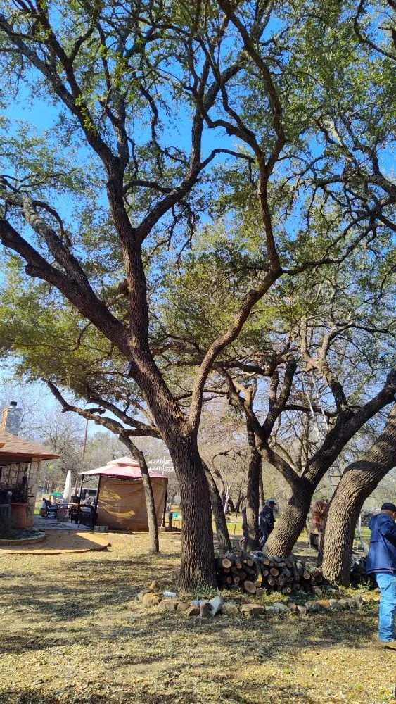 Reliable landscaping services experts serving San Antonio, TX - Hernandez Tree Services