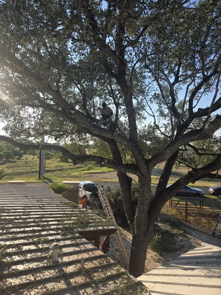 Trusted yard maintenance for year-round maintenance across San Antonio, TX - Hernandez Tree Services