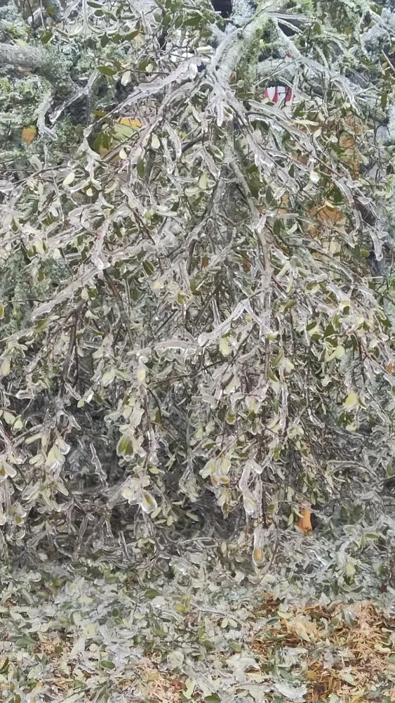 Professional residential landscaping in San Antonio, TX - Hernandez Tree Services