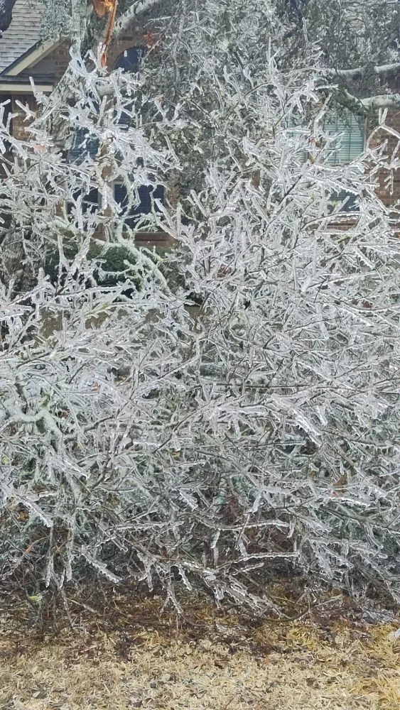 Trusted lawn mowing service experts serving San Antonio, TX - Hernandez Tree Services