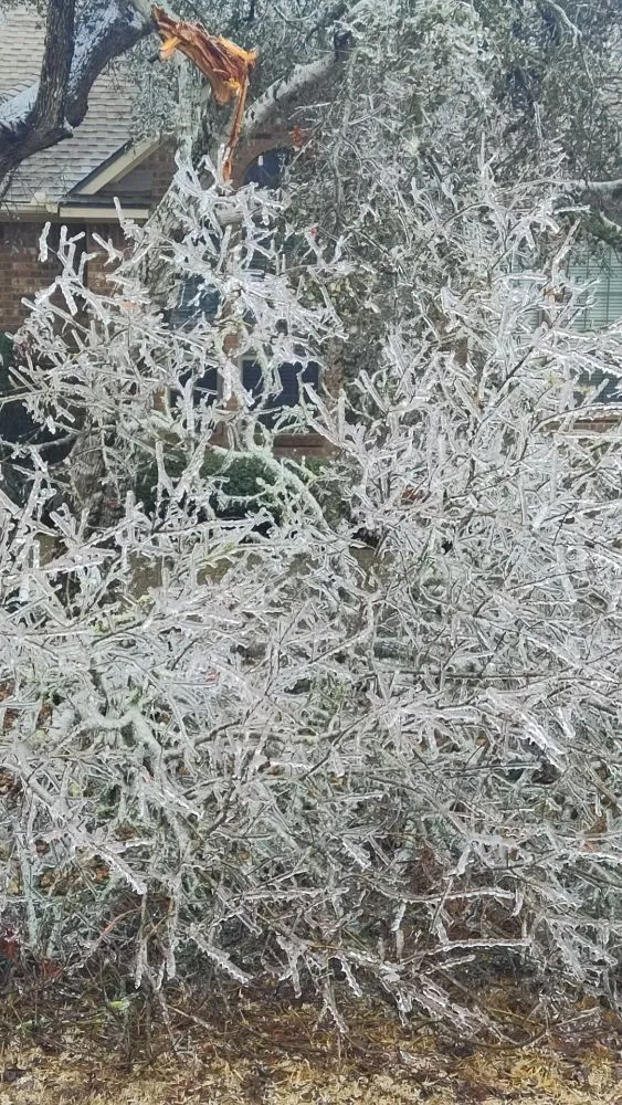 Expert yard cleanup service in San Antonio, TX by Hernandez Tree Services