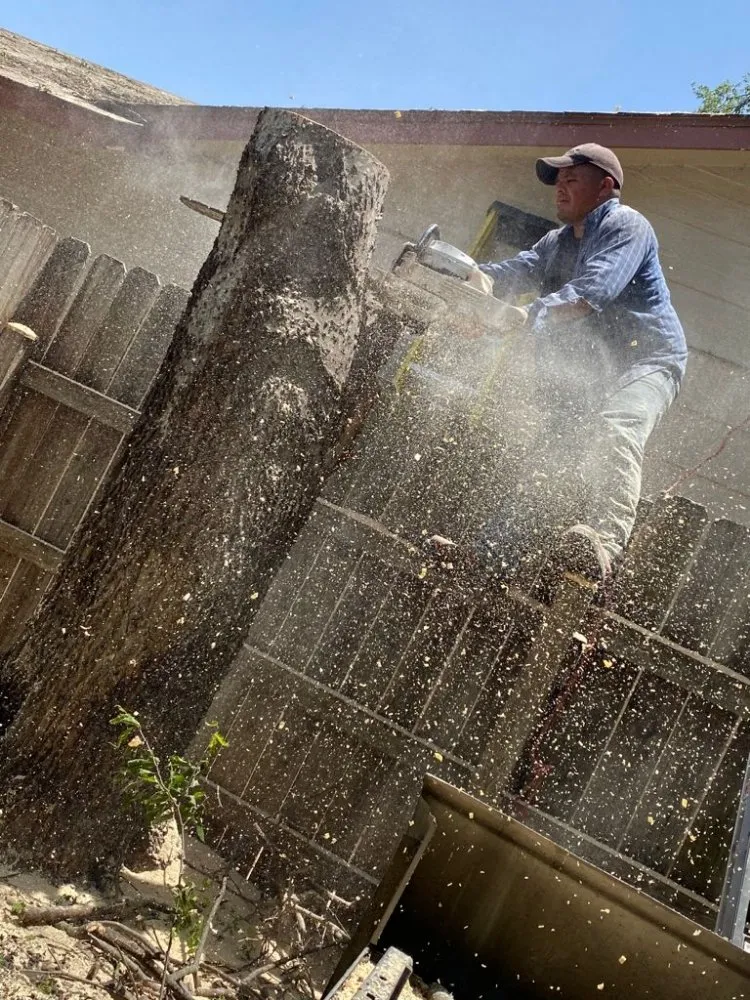 Local yard maintenance for beautiful yards in San Antonio, TX by Hernandez Tree Services