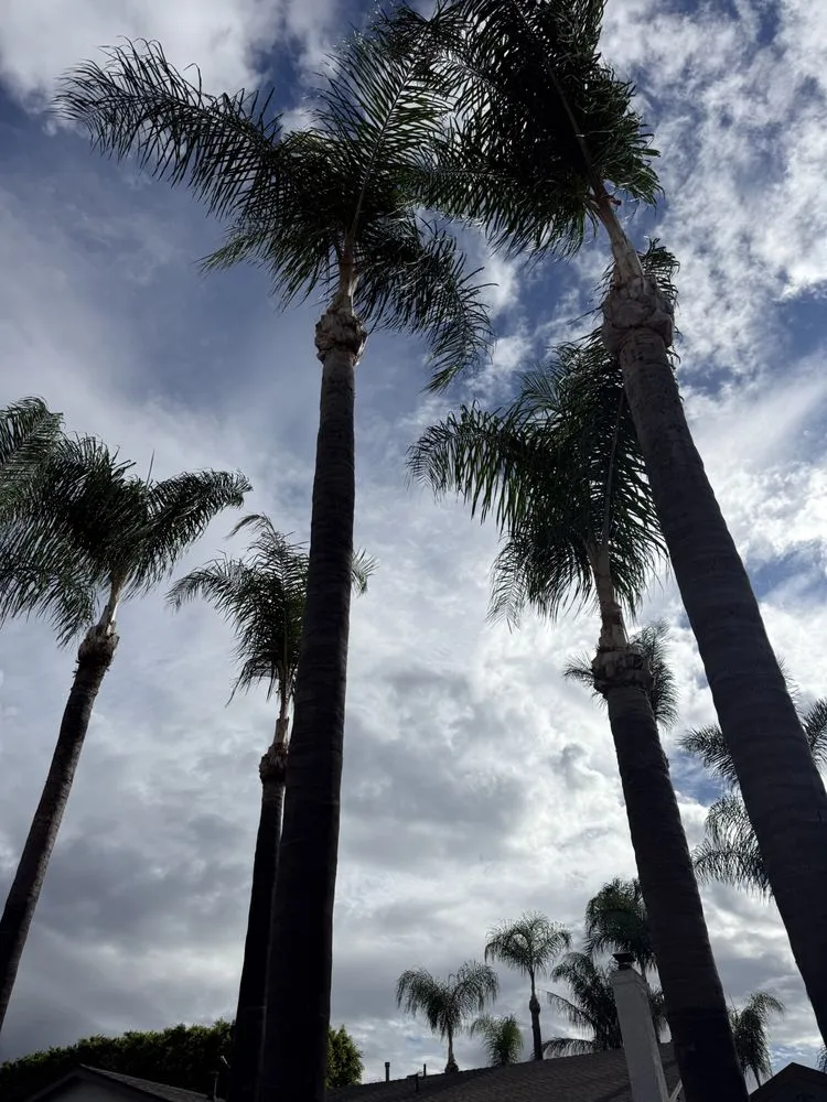 Expert landscape installation experts serving Upland, CA - Hernandez Treee Service