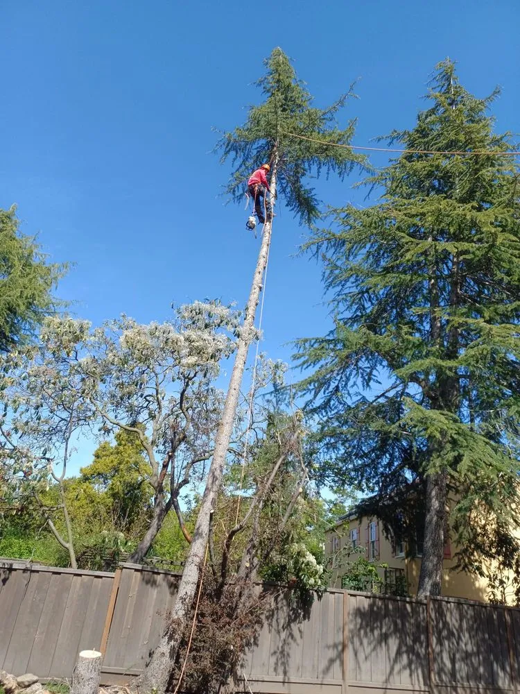 Local garden landscaping for homes across Richmond, CA - Hernandez Trees & Landscape