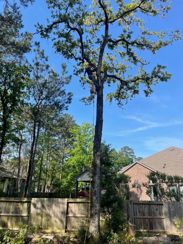 Expert yard cleanup service experts serving Richmond, CA - Hernandez Trees & Landscape