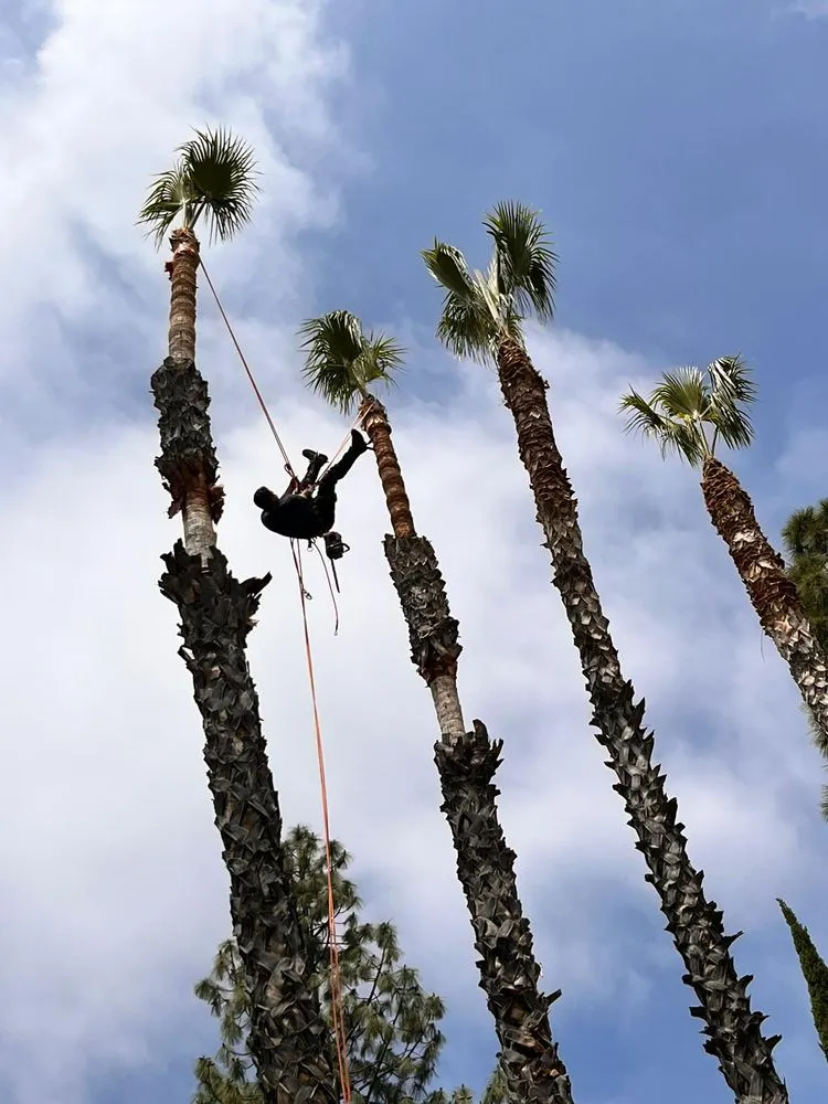 Professional garden landscaping in Richmond, CA by Hernandez Trees & Landscape