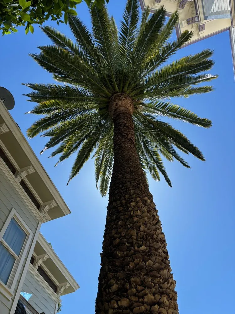 Reliable landscape installation with custom design in Richmond, CA by Hernandez Trees & Landscape