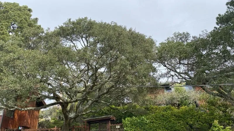 Professional landscape installation experts serving Richmond, CA - Hernandez Trees & Landscape