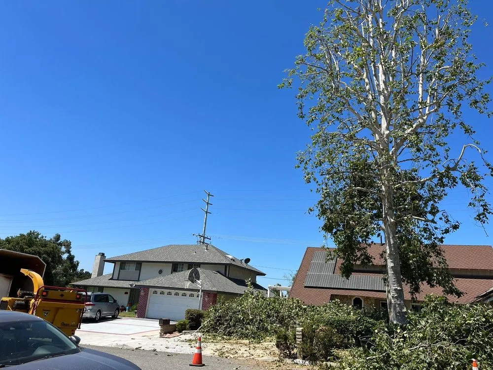 Top-rated yard cleanup service for homes in Richmond, CA by Hernandez Trees & Landscape