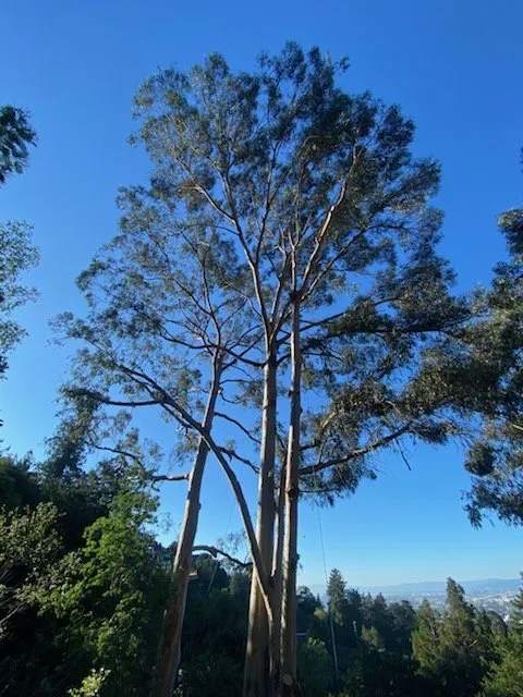 Reliable yard maintenance in Richmond, CA - Hernandez Trees & Landscape