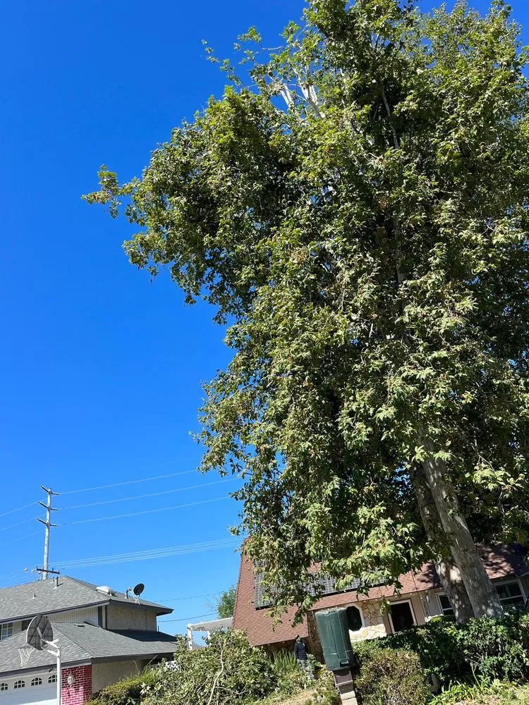 Local yard cleanup service in Richmond, CA - Hernandez Trees & Landscape