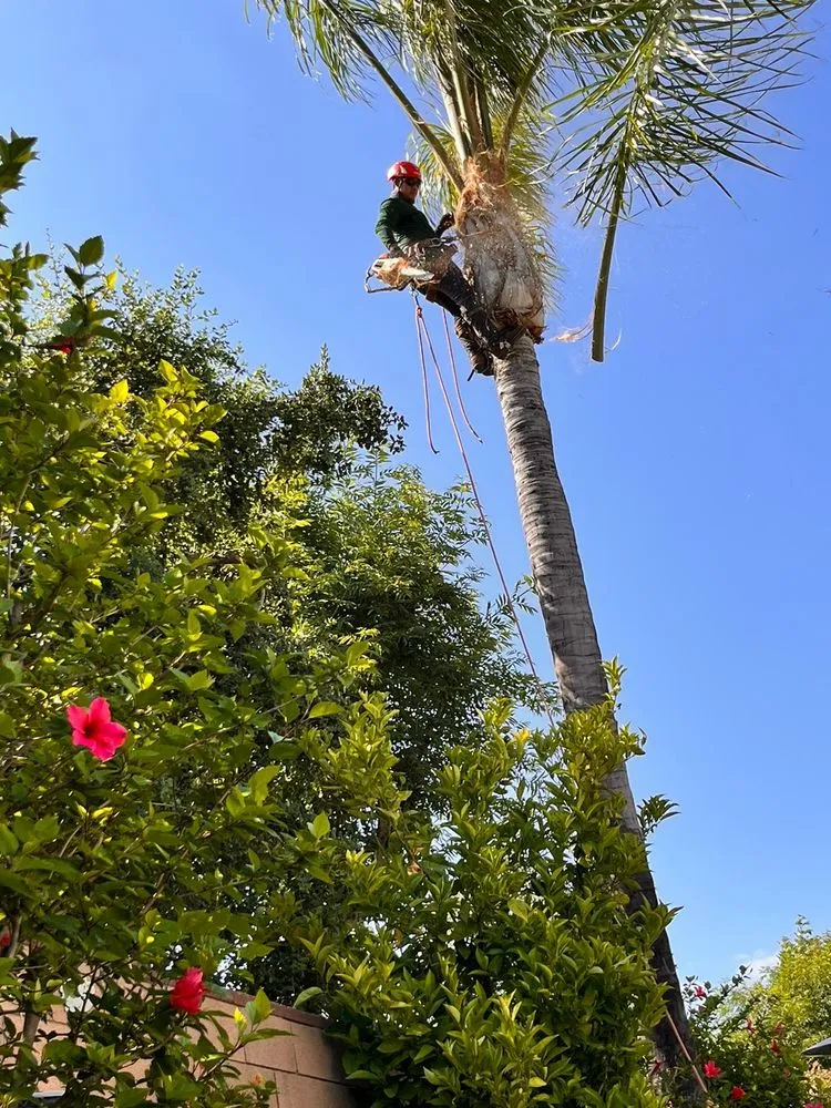 Professional outdoor landscaping near you across Richmond, CA - Hernandez Trees & Landscape