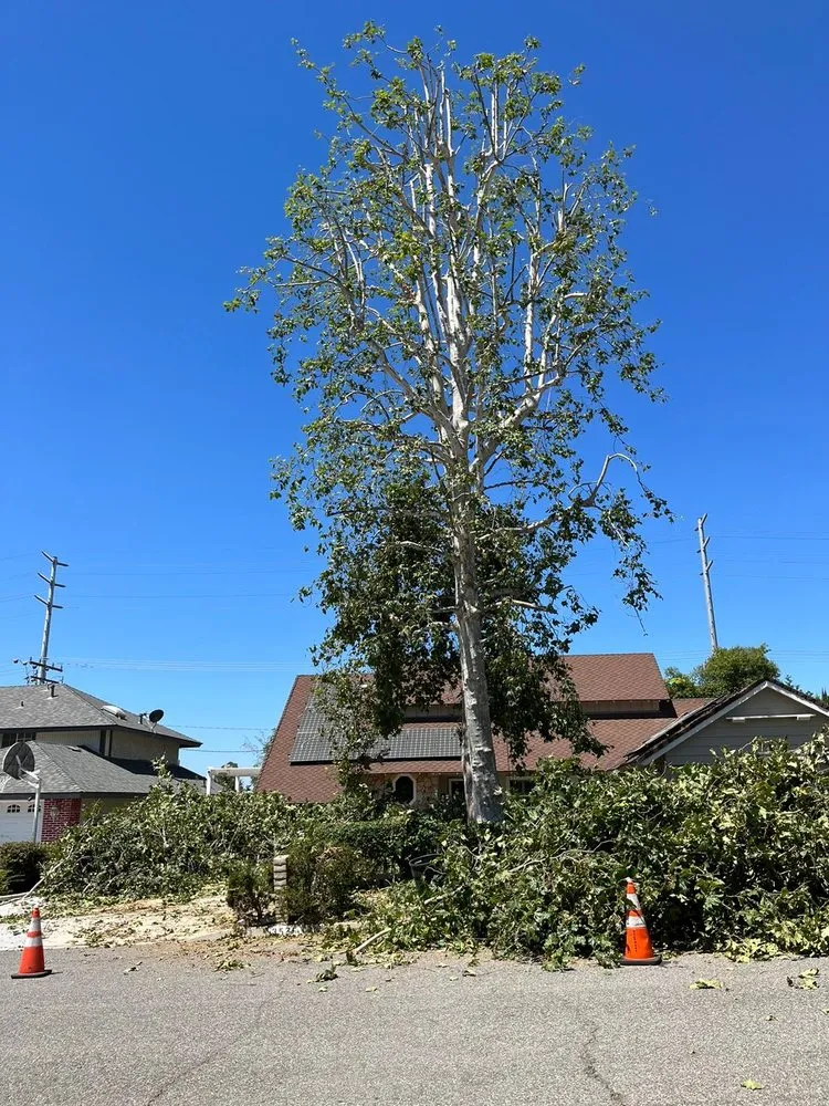 Trusted outdoor landscaping experts serving Richmond, CA - Hernandez Trees & Landscape