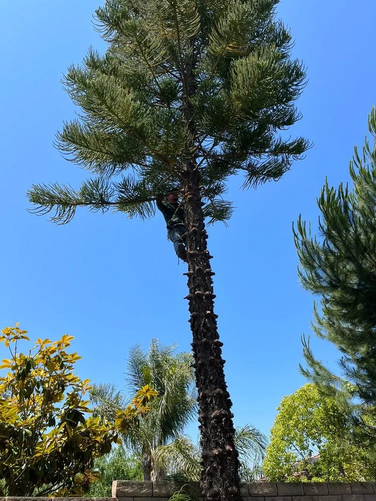 Professional yard cleanup service with custom design across Richmond, CA - Hernandez Trees & Landscape