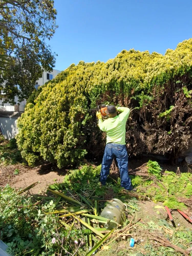 Top-rated outdoor landscaping for beautiful yards across San Francisco, CA - Hernandez Yards