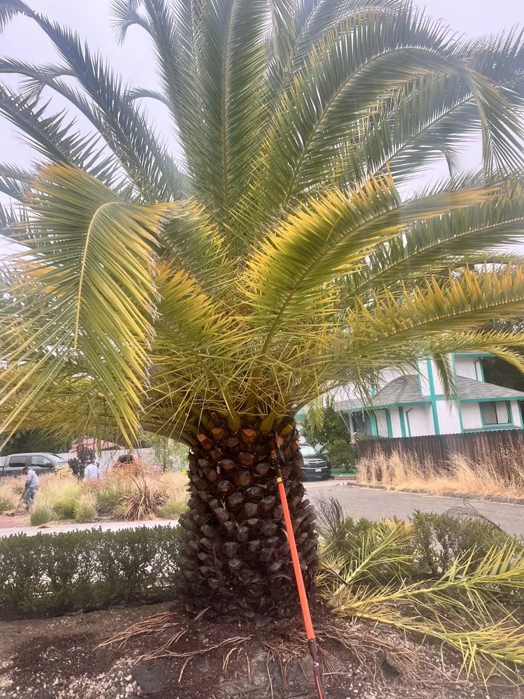 Custom lawn mowing service for outdoor upgrades in Petaluma, CA by Hernando Landscaping Service