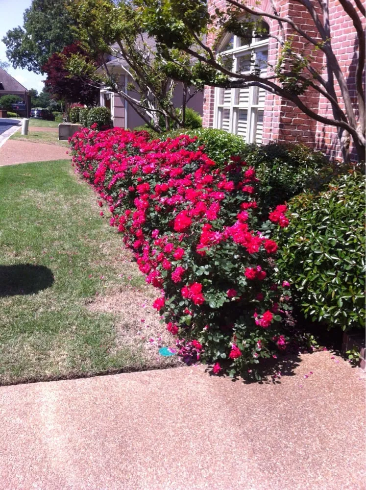 Custom lawn mowing service in Cordova, TN - Herndon Brothers Lawn Care