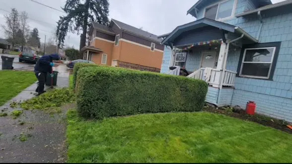 Expert yard cleanup service for year-round maintenance across Albany, OR - Hernández Lawn Service