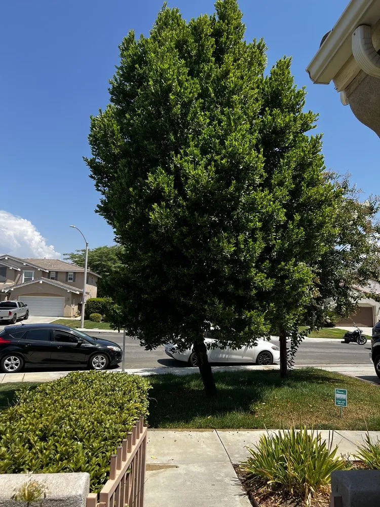 Custom landscape installation for homes across Riverside, CA - Hernández Tree Services