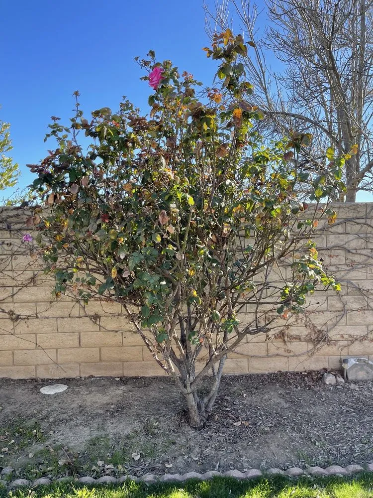 Reliable garden landscaping experts serving Riverside, CA - Hernández Tree Services
