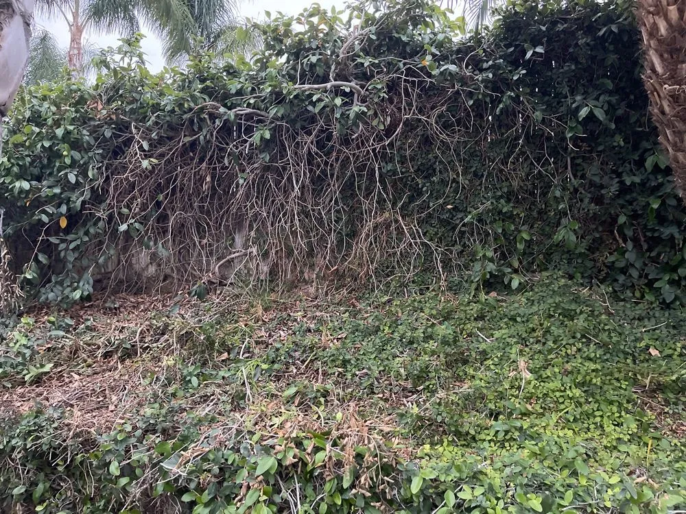 Local lawn mowing service experts serving Riverside, CA - Hernández Tree Services