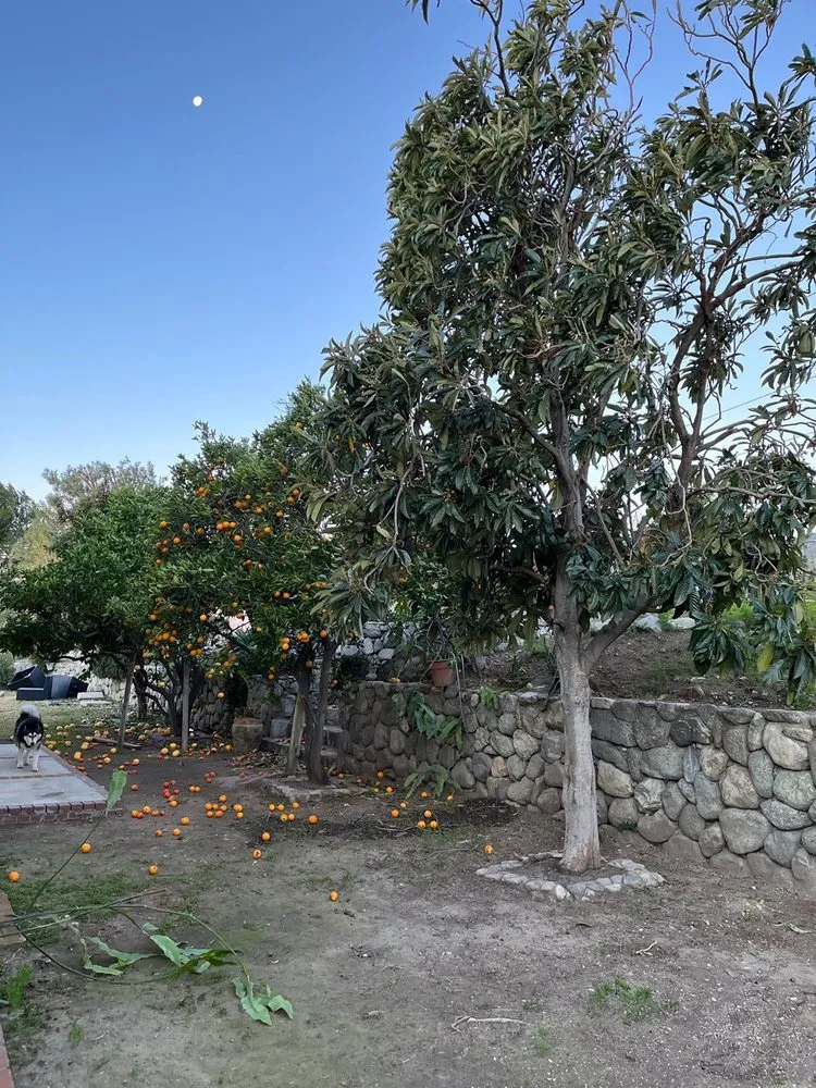 Top-rated landscape installation experts serving Riverside, CA - Hernández Tree Services
