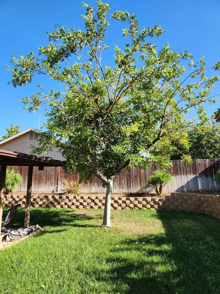Affordable outdoor landscaping in Riverside, CA - Hernández Tree Services