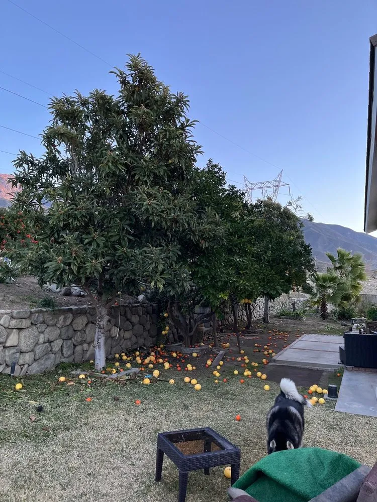 Expert lawn care service for beautiful yards in Riverside, CA by Hernández Tree Services