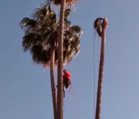 Local yard cleanup service for homes across Riverside, CA - Hernández Tree Services