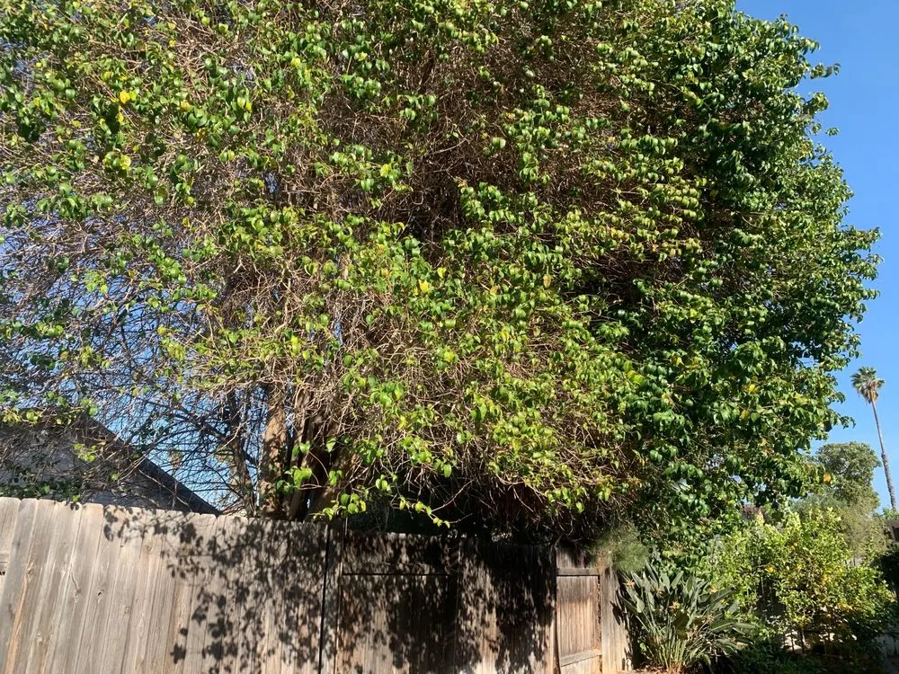 Reliable garden landscaping in Riverside, CA by Hernández Tree Services