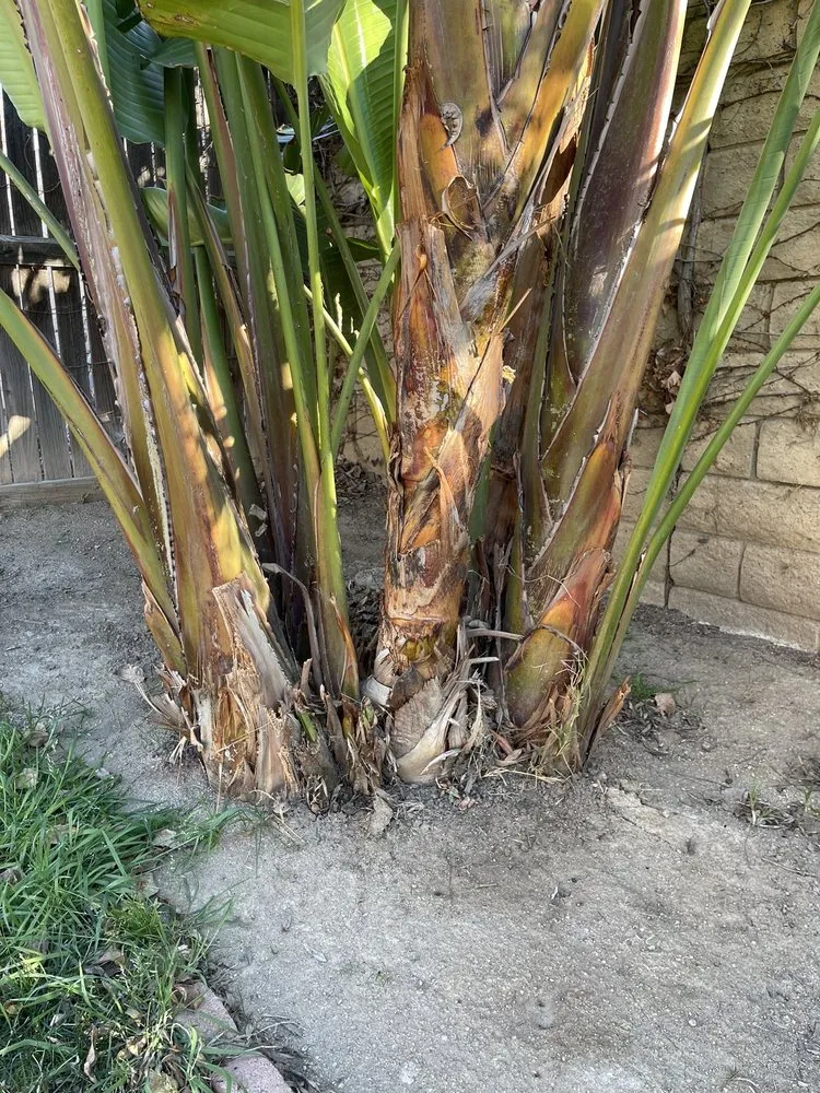 Reliable lawn care service for homes in Riverside, CA by Hernández Tree Services