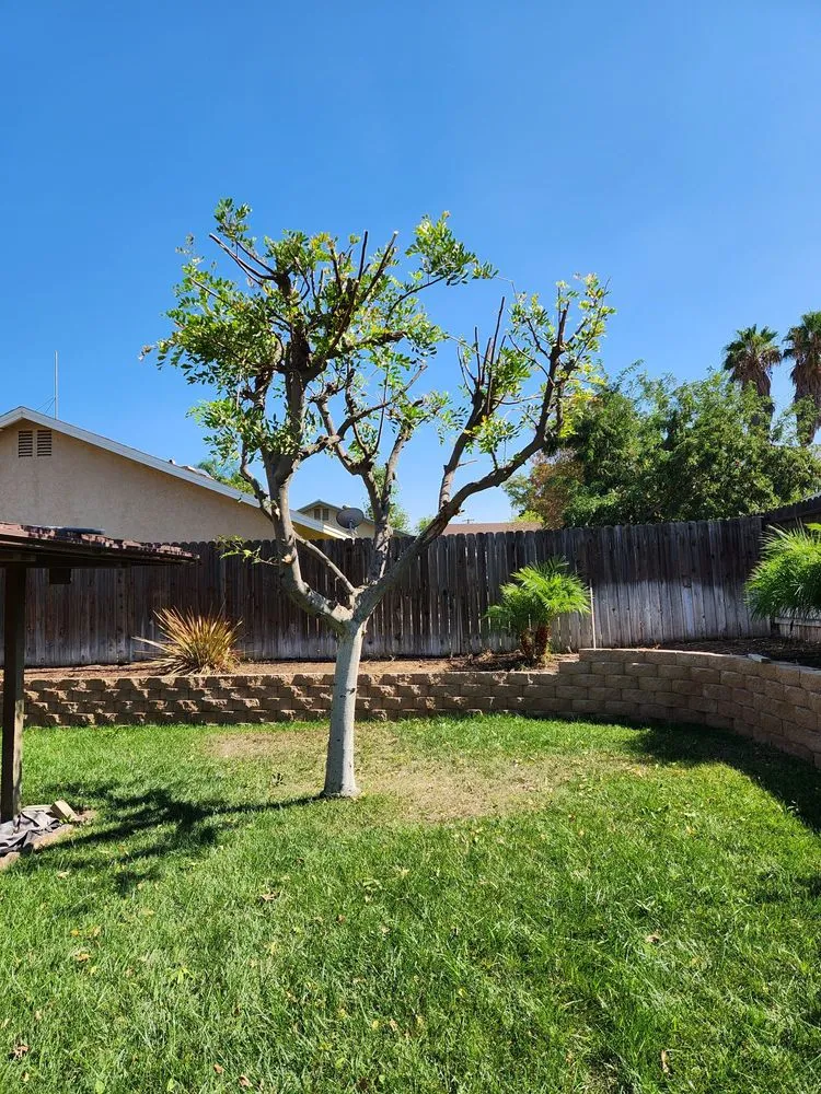 Reliable lawn care service in Riverside, CA by Hernández Tree Services