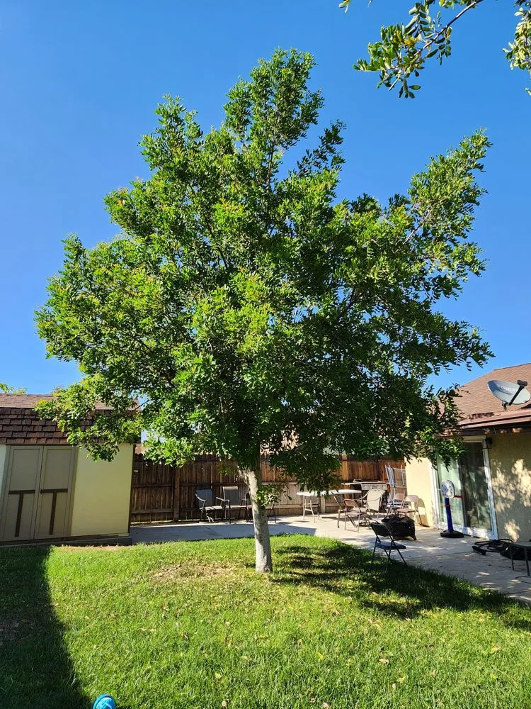 Top-rated outdoor landscaping in Riverside, CA - Hernández Tree Services