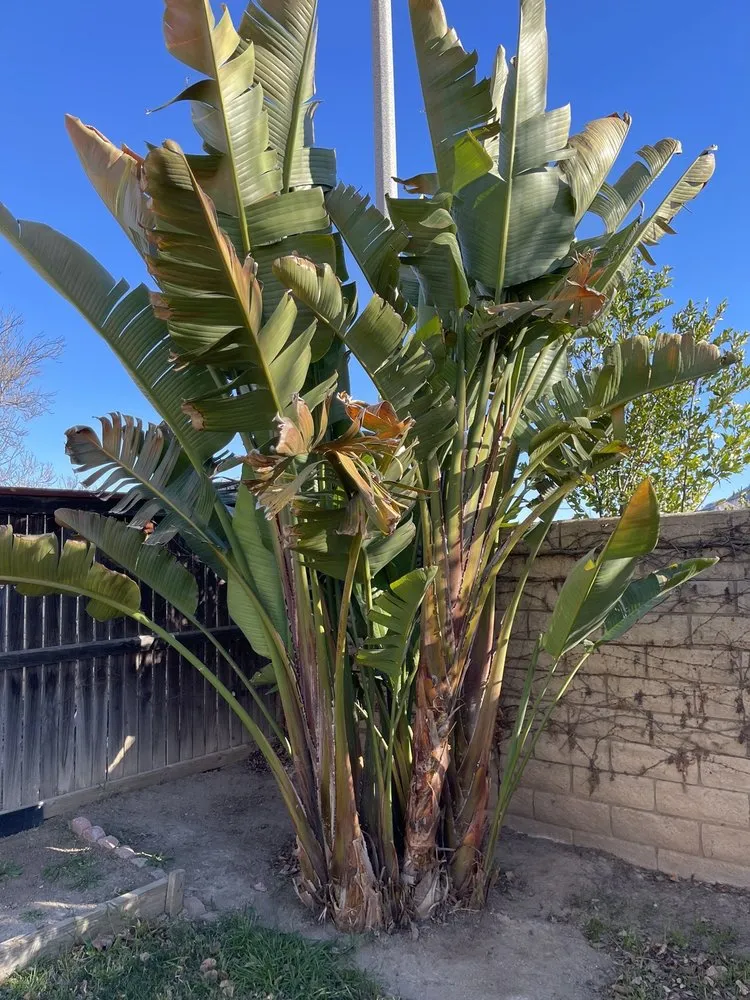 Reliable landscape installation for homes across Riverside, CA - Hernández Tree Services
