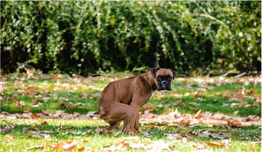 Local yard maintenance in Frisco, TX - Heroes Lawn Care of Frisco