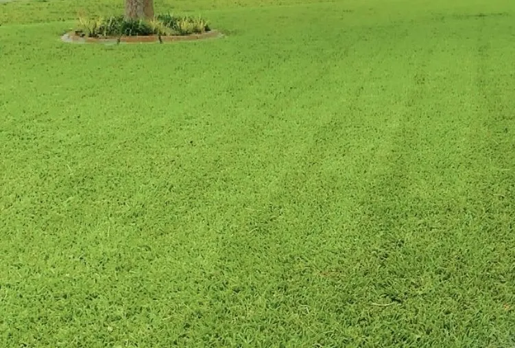 Trusted landscape design in New Orleans, LA by Heroic Lawns