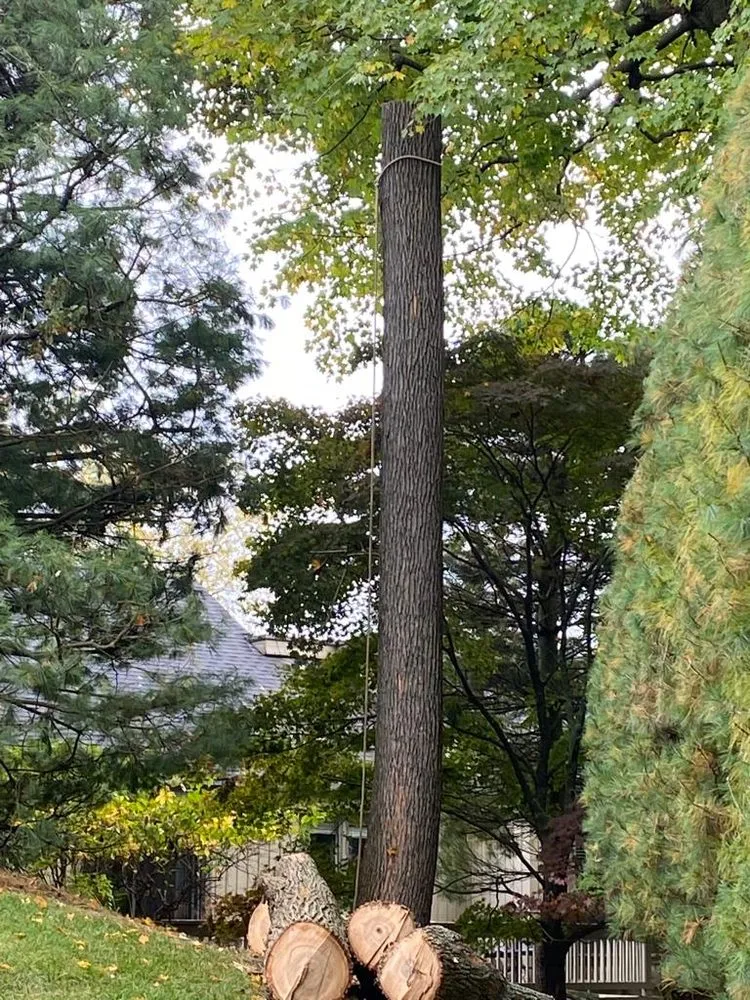 Top-rated yard cleanup service for outdoor upgrades across Danbury, CT - Herradura Tree Work & Remodeling