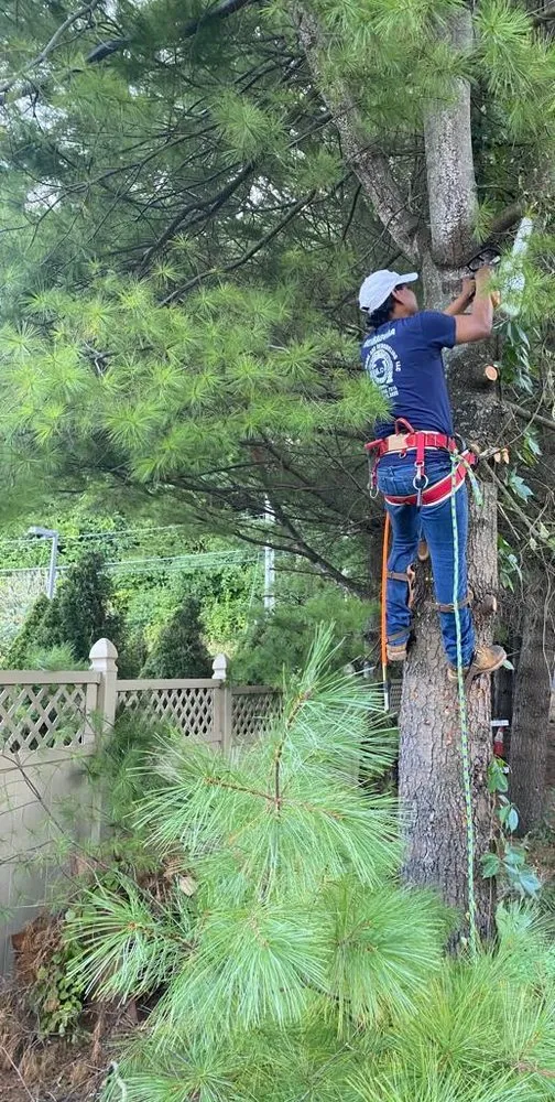 Reliable yard maintenance with custom design across Danbury, CT - Herradura Tree Work & Remodeling