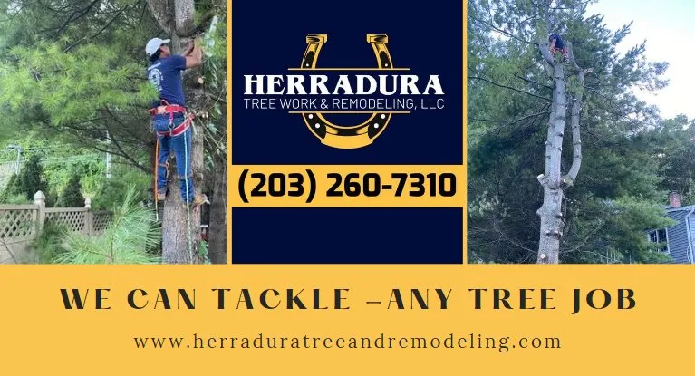 Top-rated residential landscaping for homes across Danbury, CT - Herradura Tree Work & Remodeling