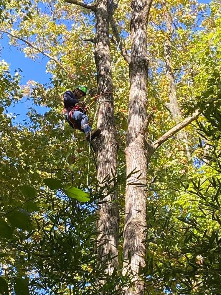 Custom lawn care service for beautiful yards in Danbury, CT by Herradura Tree Work & Remodeling