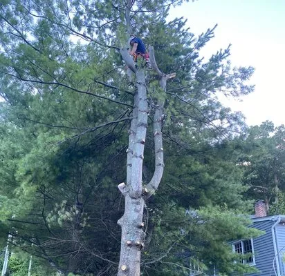 Herradura Tree Work & Remodeling Logo