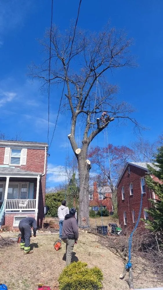 Affordable garden landscaping for year-round maintenance in New Carrollton, MD by Herrera & Sons Landscaping