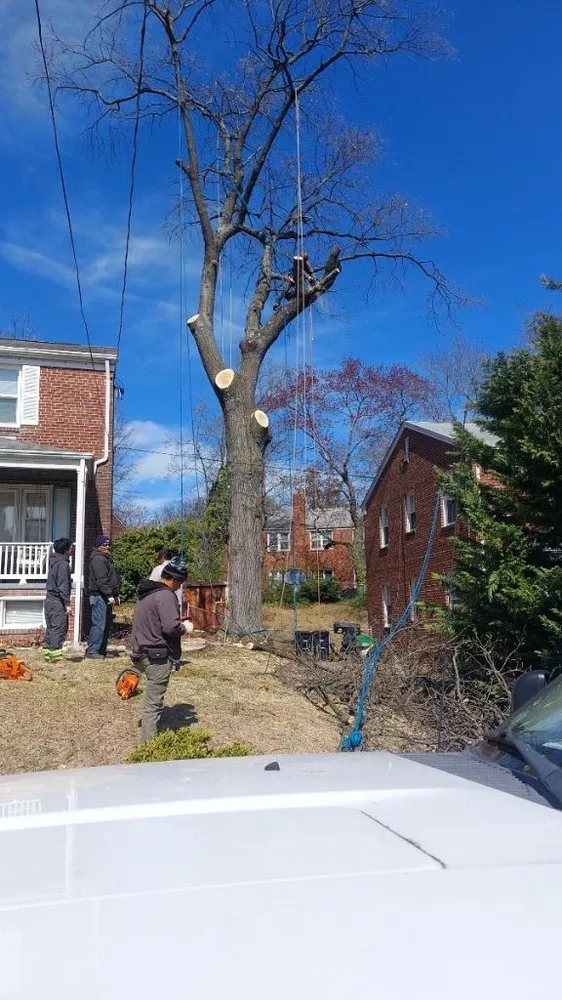 Expert yard cleanup service experts serving New Carrollton, MD - Herrera & Sons Landscaping